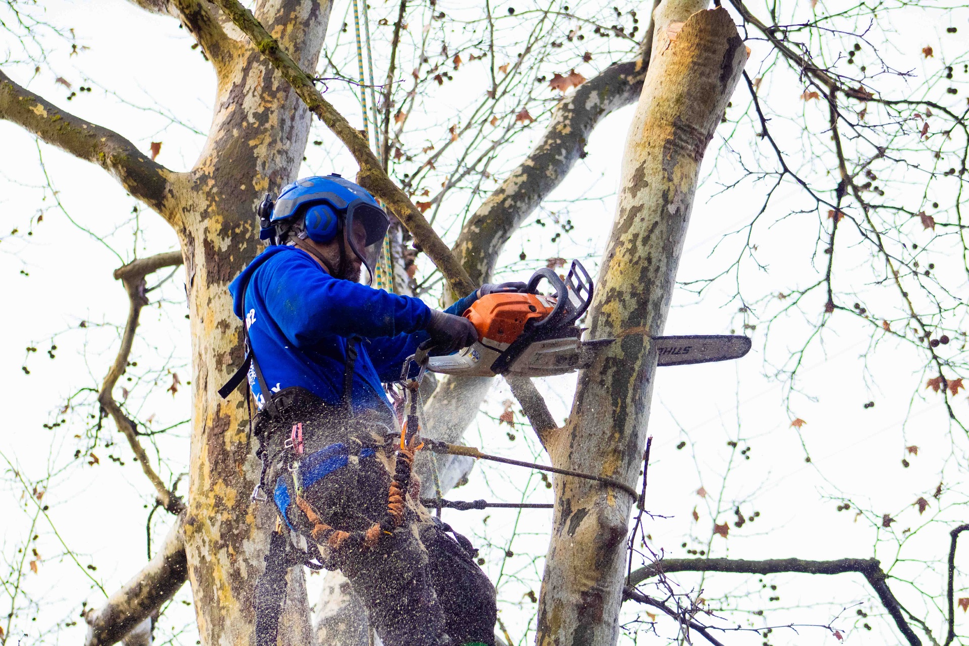 Arborist removing hazardous limbs from tree
