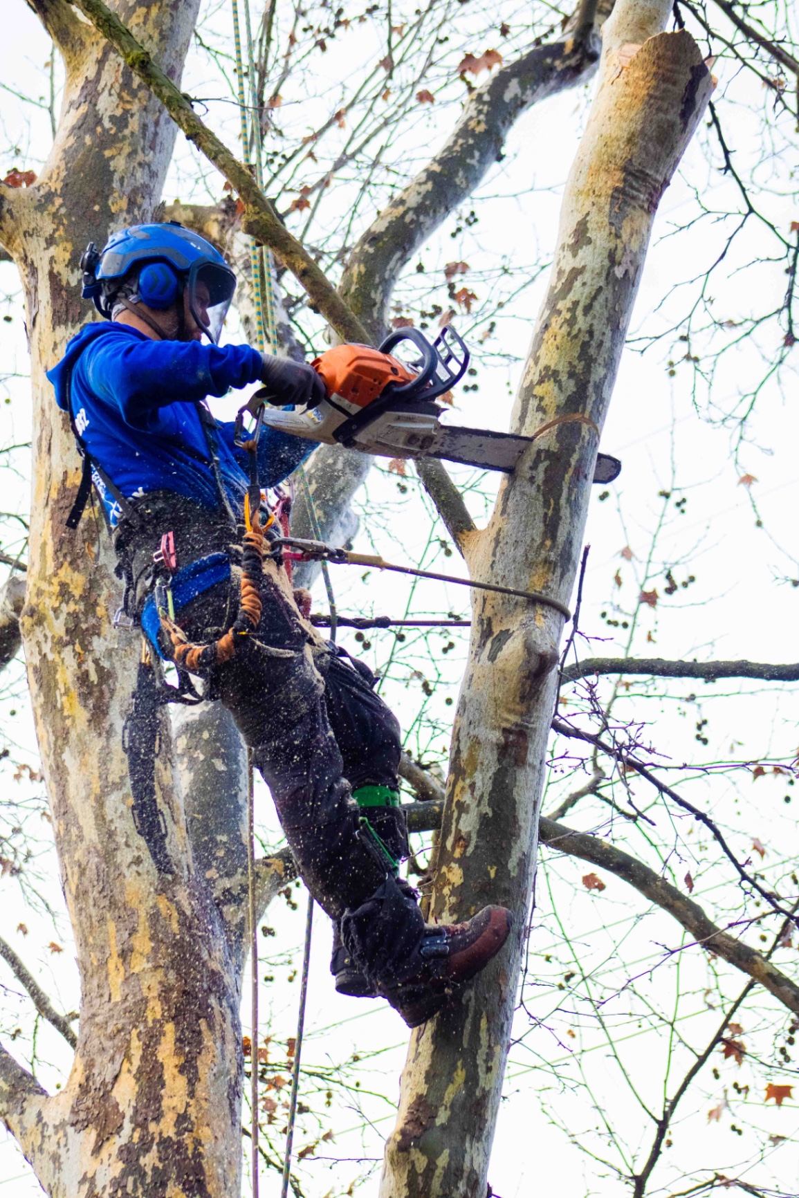 TreeMax crew performing deadwood removal